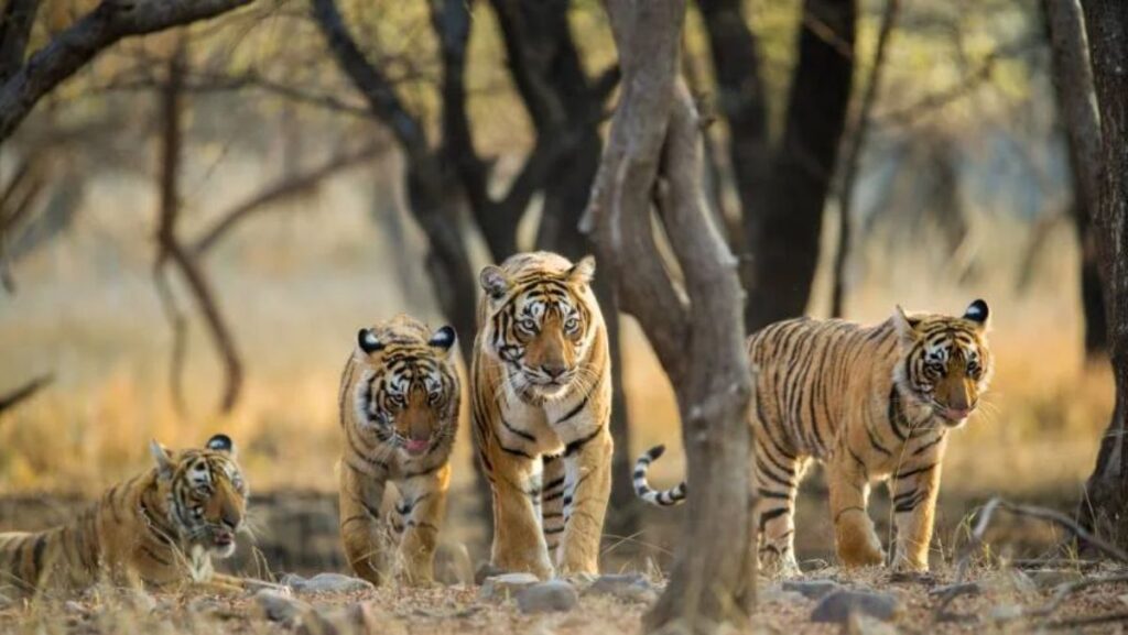 Kumbhalgarh willife safari